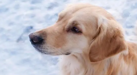 小狗满月能洗澡吗？