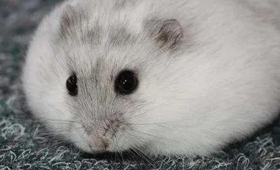 仓鼠臭了没有浴沙怎么办？仓鼠如何洗澡