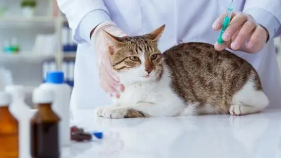 宠物看病如何选择正规的宠物医院，看这篇就够了