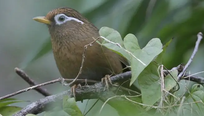 画眉鸟啄尾巴喂什么药？赶紧了解一下吧！