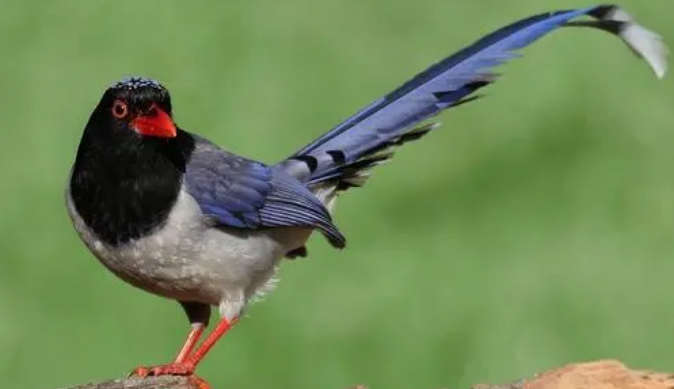 红嘴蓝鹊会不会说话？饲主来了解下吧