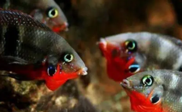 不知道硝化细菌有什么用？这里给你整理好了