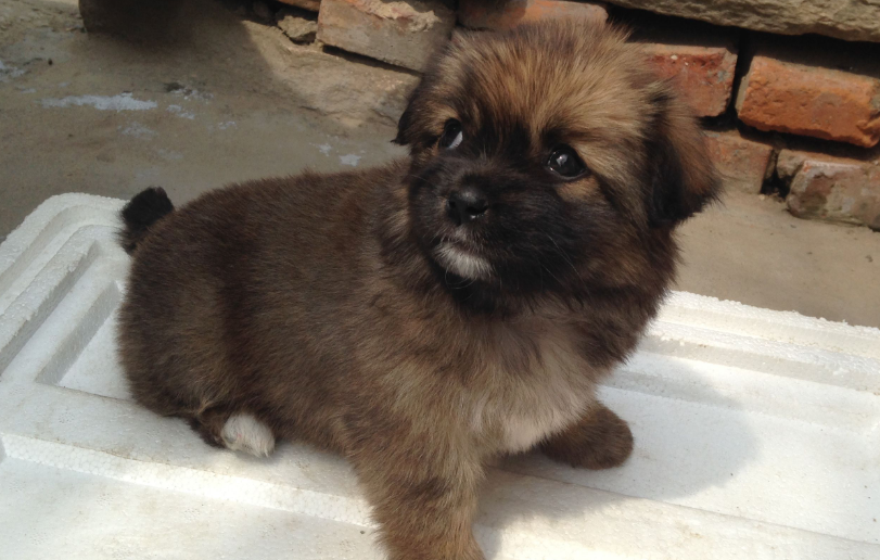 土狗幼犬的挑选方法,请收好! 土狗幼犬的挑选方法,请收好!