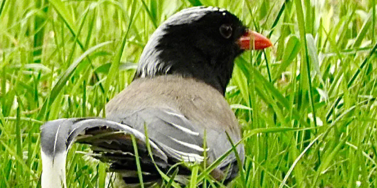 红嘴蓝鹊繁殖方法是什么？