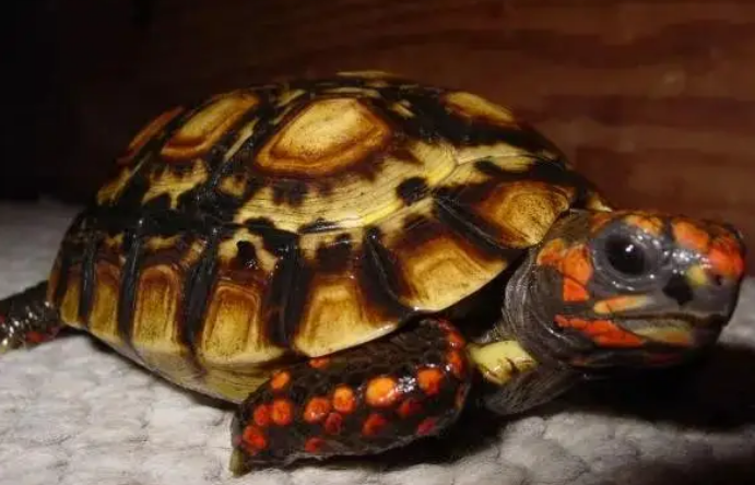 红腿陆龟要不要排酸?看这里,你就知道了~ 红腿陆龟要不要排酸?看这里,你就知道了~