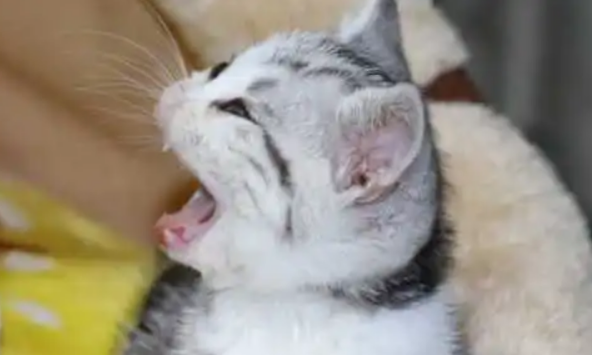 小猫呼吸声轰隆轰隆的是什么原因？小猫呼吸声轰隆轰隆的是什么原因？两点需注意