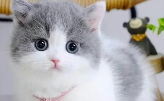 不清楚英国短毛猫和曼基康矮脚猫的区别？不妨来这了解一下