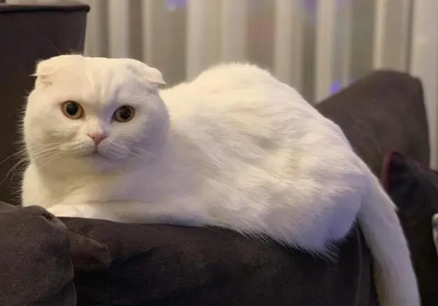 别买猫窝了，这5个地方，才是猫咪最喜欢睡觉的地点！