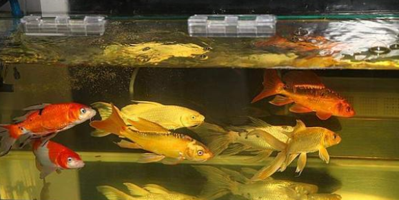 鱼缸的水混应该如何处理？水混应该如何改善