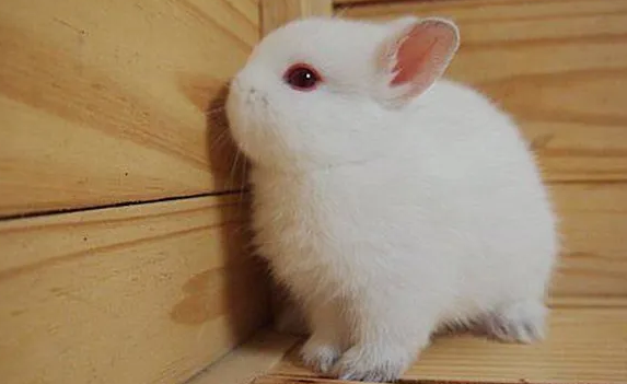 一起来看看波兰兔价格多少~