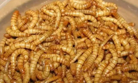 画眉饲料及活虫的简单介绍说明 画眉饲料及活虫的简单介绍说明