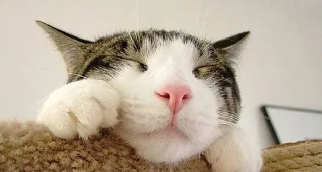 猫咪肠胃不适怎么办?怎样正确使用猫咪益生菌 猫咪肠胃不适怎么办?怎样正确使用猫咪益生菌