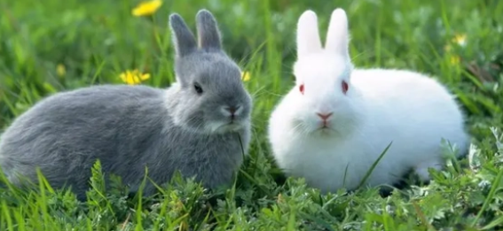 兔子有跳蚤怎么去除?方法如下~ 兔子有跳蚤怎么去除?方法如下~