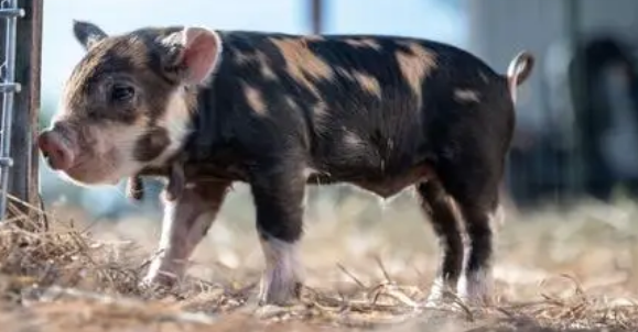 小香猪发烧怎么办?饲主来看看吧 小香猪发烧怎么办?饲主来看看吧