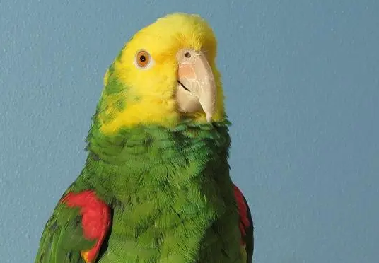 双黄头亚马逊鹦鹉怎么养?来看看吧 双黄头亚马逊鹦鹉怎么养?来看看吧