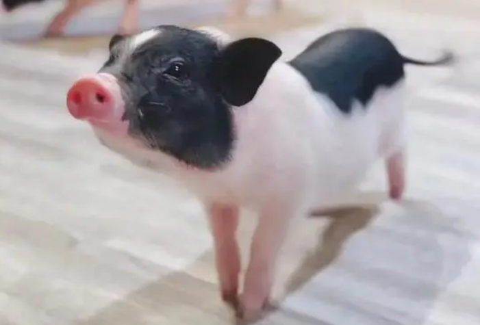 小香猪的寿命，主人可以了解一下