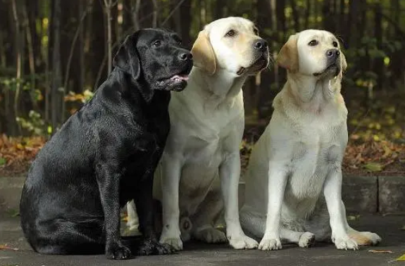 拉布拉多狗狗多大算成犬？你一定要知道