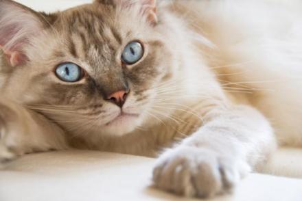 你以为只有狗狗能跟人握手吗？并不是，其实猫也可以做到！