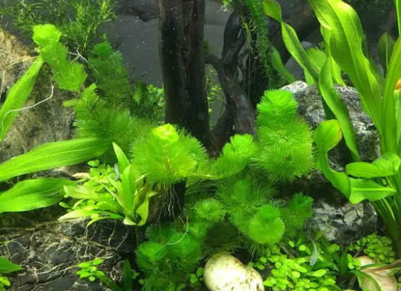 水草缸鱼缸老水的妙用，实践证明利大于弊