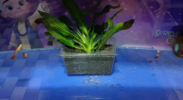 小鱼缸简单栽种水草模式，不必铺底沙，不必清理缸底，简单易行