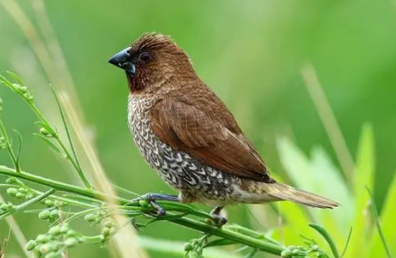 斑文鸟多少钱?来看看吧 斑文鸟多少钱?来看看吧