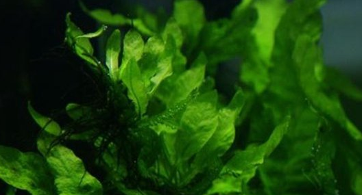 常见水草种类及图片