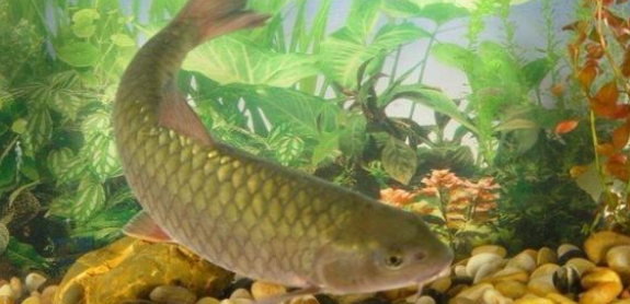 养殖观赏鱼，清理鱼缸，掌握这“2点”，水质更清澈