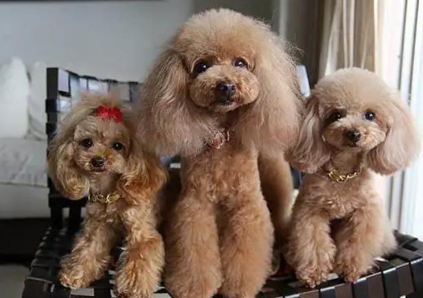 本文带你详细了解贵宾犬的参赛标准！