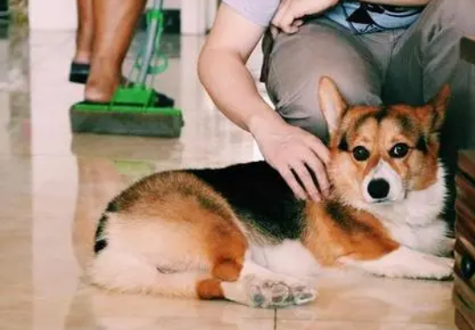 柯基可以吃猕猴桃吗？有人清楚吗？