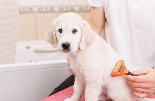 高锰酸钾对狗的危害，铲屎官一定要了解！