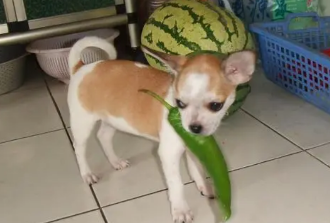 狗吃了辣椒怎么办？这么做最好