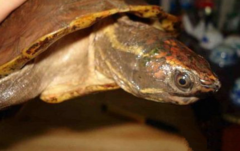 扁山龟的价格多少？价格让你想不到！