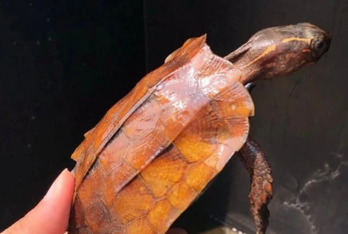 日本地龟属于枫叶龟吗？真相大揭秘~