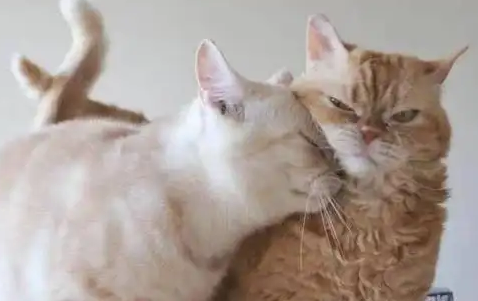 一只猫给另外一只猫舔毛是什么意思的，本文给出详细答案！