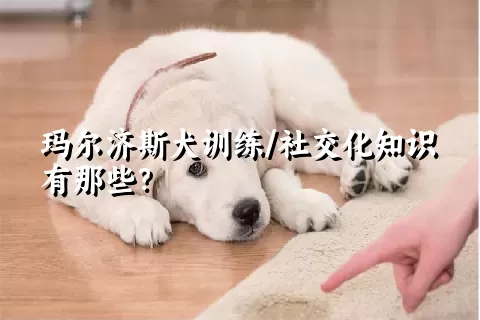 玛尔济斯犬训练/社交化知识有那些?