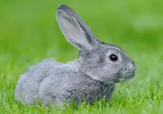 青紫蓝兔有多少种颜色，来了解一下吧