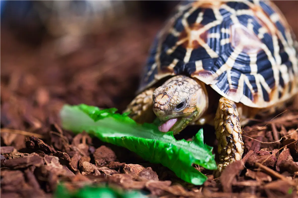 印度星龟能识别自己当主人吗?别怀疑TA的智商 印度星龟能识别自己当主人吗?别怀疑TA的智商