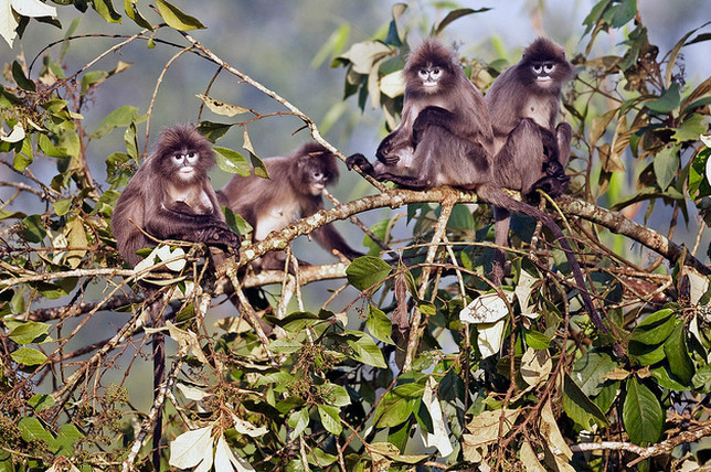 盘点菲式叶猴的生活习性,有些还真挺古怪的! 盘点菲式叶猴的生活习性,有些还真挺古怪的!