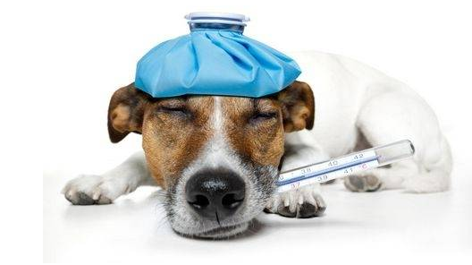 狗狗感冒在家怎么治疗？主人快学起来