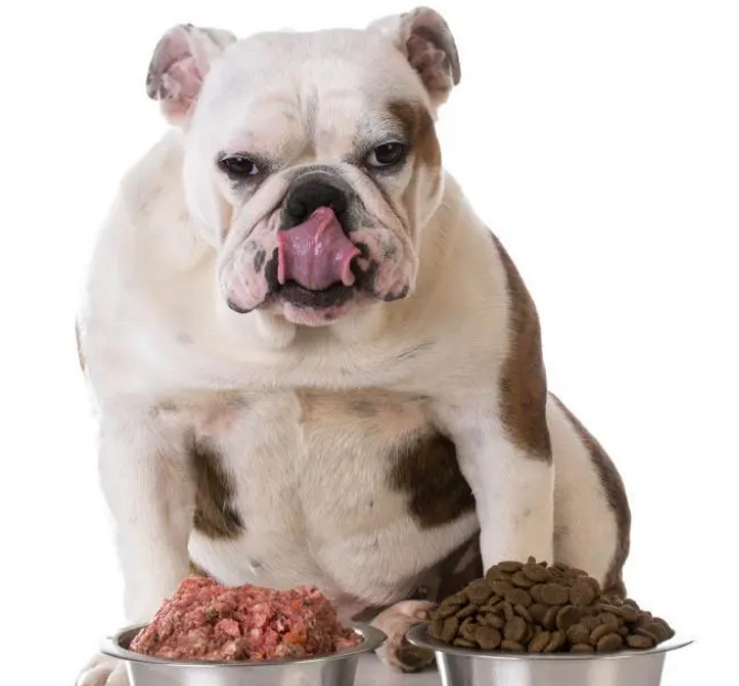 营养膏是狗狗每天必需品？兽医：没这些疾病不需要吃营养膏