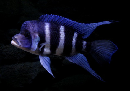 漂亮的短鼻六间鱼,你真的会饲养吗? 漂亮的短鼻六间鱼,你真的会饲养吗?