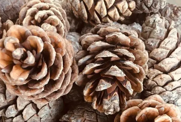 实例解答松果在鱼缸水草缸中的作用