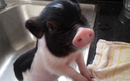 小香猪需要打疫苗吗，铲屎官一定要注意