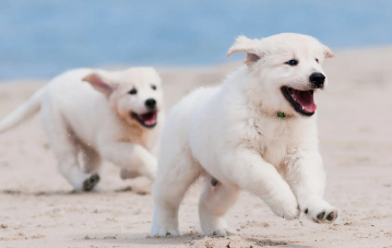 揭开谣言!洗澡太勤反而害了狗狗! 揭开谣言!洗澡太勤反而害了狗狗!