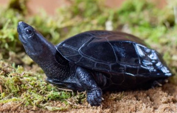 小乌龟头上有白色东西怎么处理，来看看吧