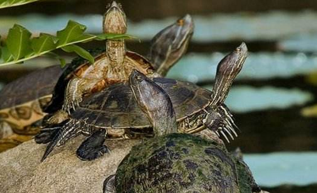 你还不知道牙买加彩龟的价格吗? 你还不知道牙买加彩龟的价格吗?