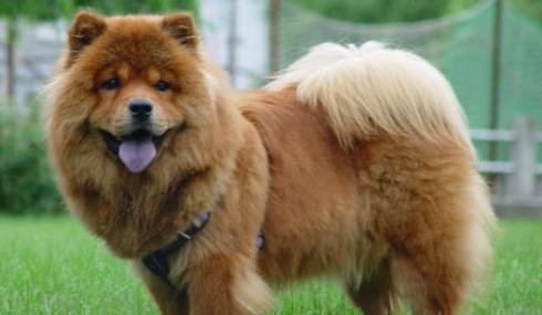 松狮犬有什么颜色？感兴趣的小伙伴可以来看看！