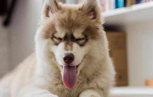 为什么星期狗不会死在宠物店？原因竟是这个