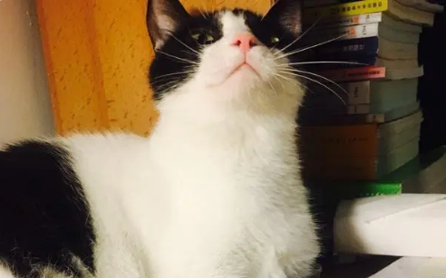 这么好看的奶牛猫，为什么很少人养？