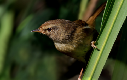 强脚树莺与褐柳莺的区别有哪些？
